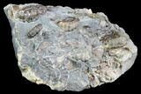 Ammonite (Promicroceras) Cluster - Somerset, England #86224-1
